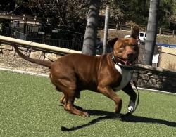 Shelter Stray Male Dog last seen Near The Strand N, Oceanside, CA, 92054, Oceanside, CA 92058, USA