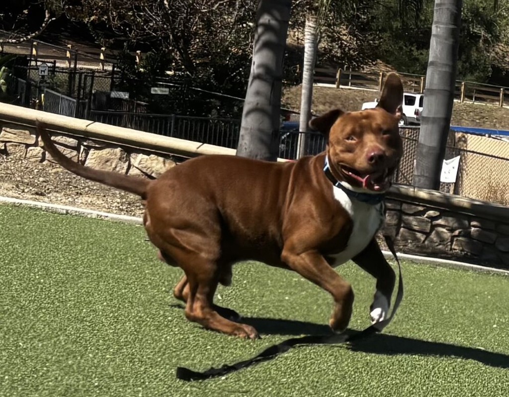 Shelter Stray Male Dog last seen Near The Strand N, Oceanside, CA, 92054, Oceanside, CA 92058, USA