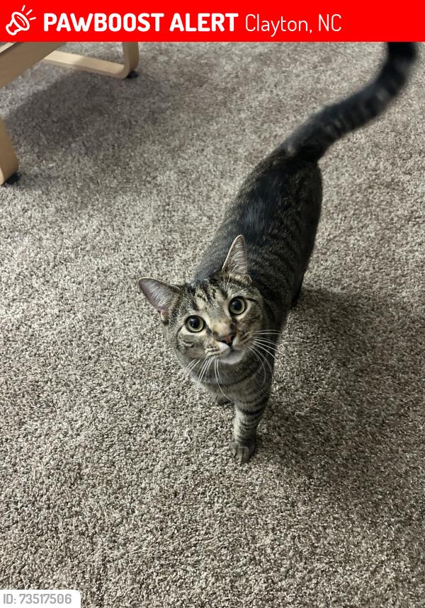 Lost Male Cat last seen Dairy Rd and Horsemans Ridge Dr, Clayton, NC 27520