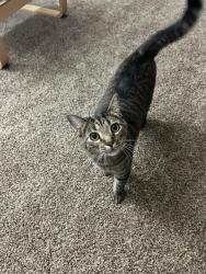 Lost Male Cat last seen Dairy Rd and Horsemans Ridge Dr, Clayton, NC 27520