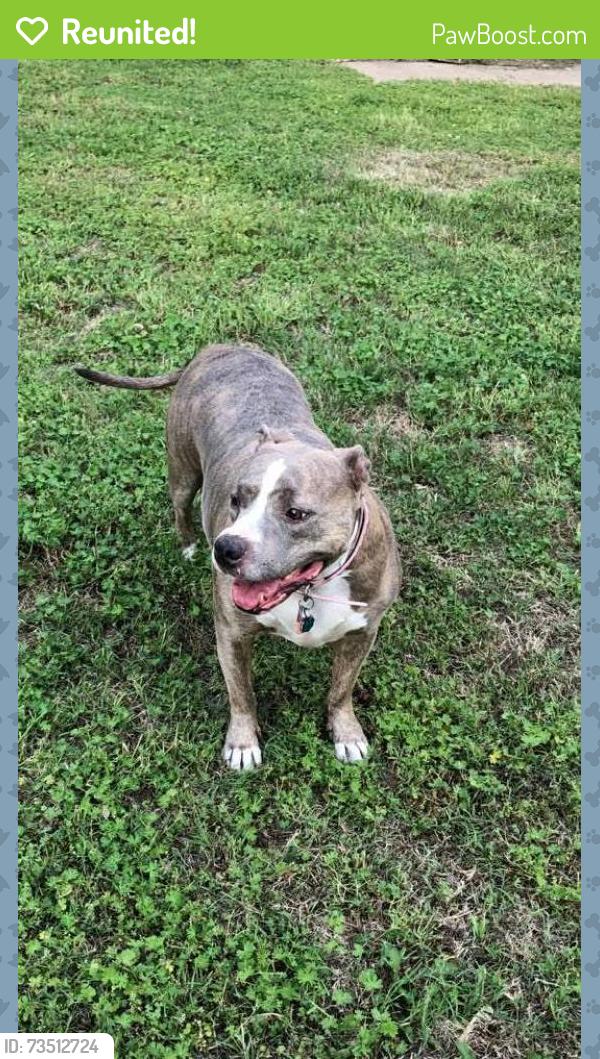 Reunited Female Dog last seen 47th and Hydraulic, Wichita, KS 67216