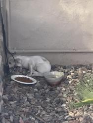 Found/Stray Unknown Dog last seen Andover Rd, El Cajon, El Cajon, CA 92020