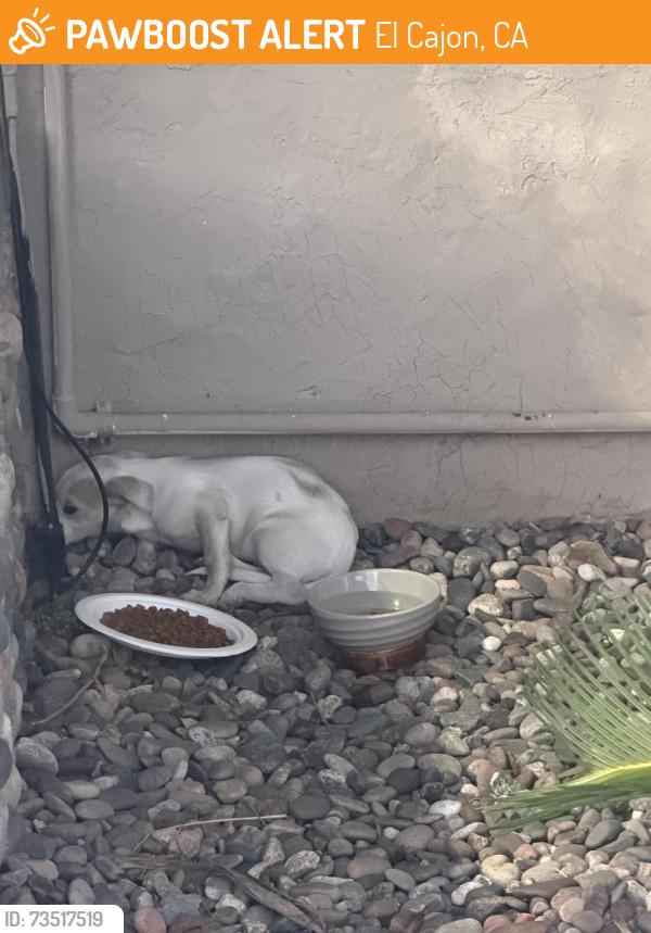 Found/Stray Unknown Dog last seen Andover Rd, El Cajon, El Cajon, CA 92020
