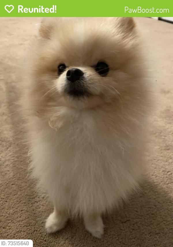 Reunited Male Dog last seen 31st Street, Odessa, TX 79762