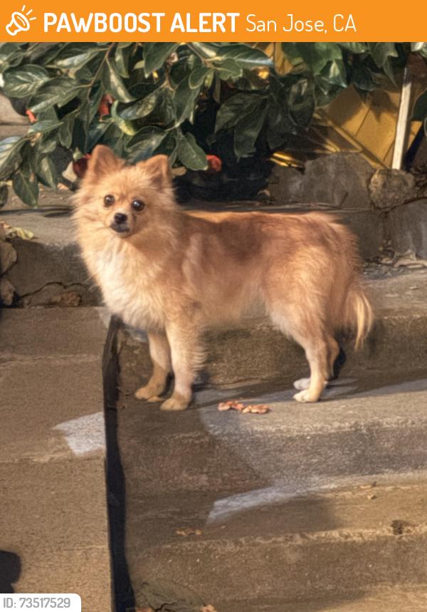 Found/Stray Female Dog last seen Groesbeck hill park, San Jose, CA 95148