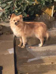 Found/Stray Female Dog last seen Groesbeck hill park, San Jose, CA 95148