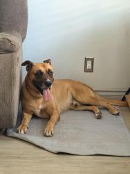 Reunited Male Dog last seen Harwood Pl, Mc Fadden Ave, Santa Ana, CA 92702