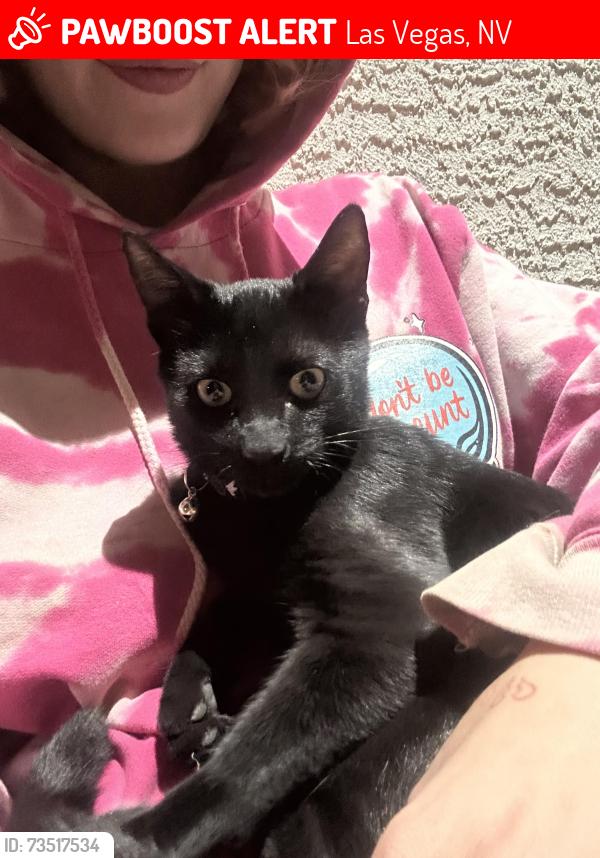Lost Male Cat last seen neighborhood on edna st by the corner of durango and desert inn, Las Vegas, NV 89117