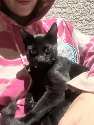 Lost Male Cat last seen neighborhood on edna st by the corner of durango and desert inn, Las Vegas, NV 89117