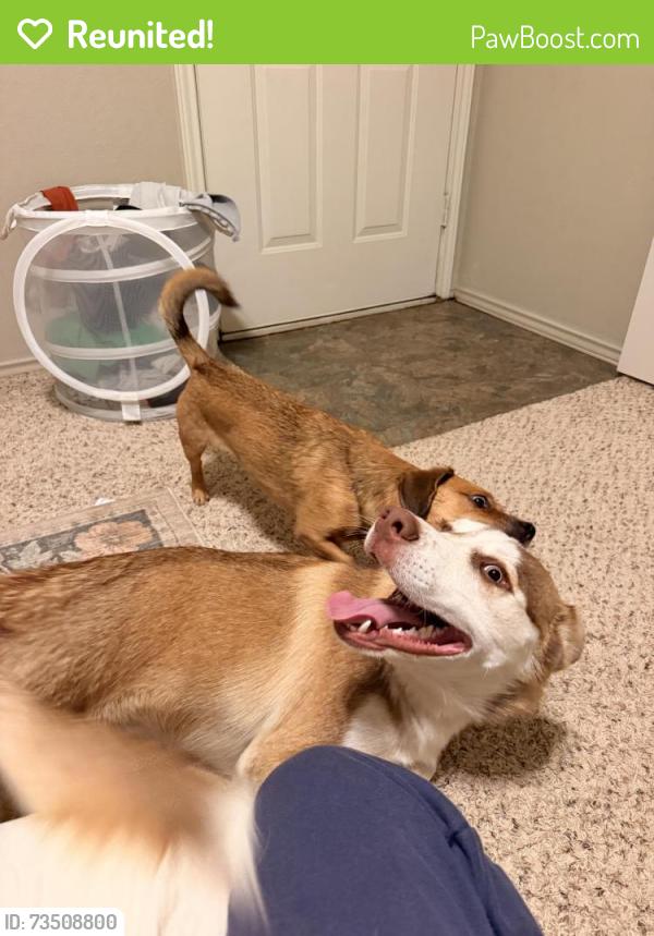 Reunited Male Dog last seen Near La Salle Villas, Lubbock, TX 79407