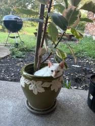 Lost Female Cat last seen Musgrove, Williamsburg, OH 45176