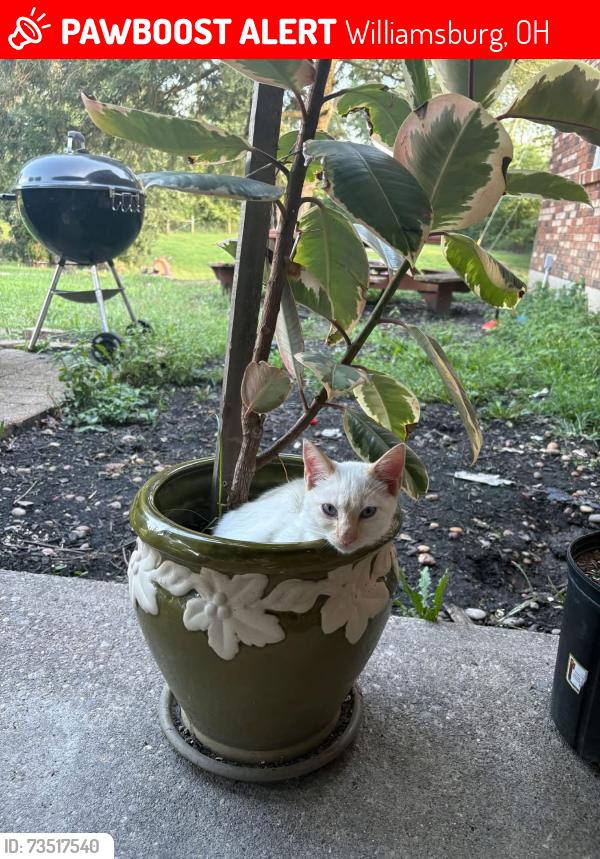 Lost Female Cat last seen Musgrove, Williamsburg, OH 45176