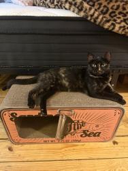 Lost Female Cat last seen Vail street, Dallas, TX 75287