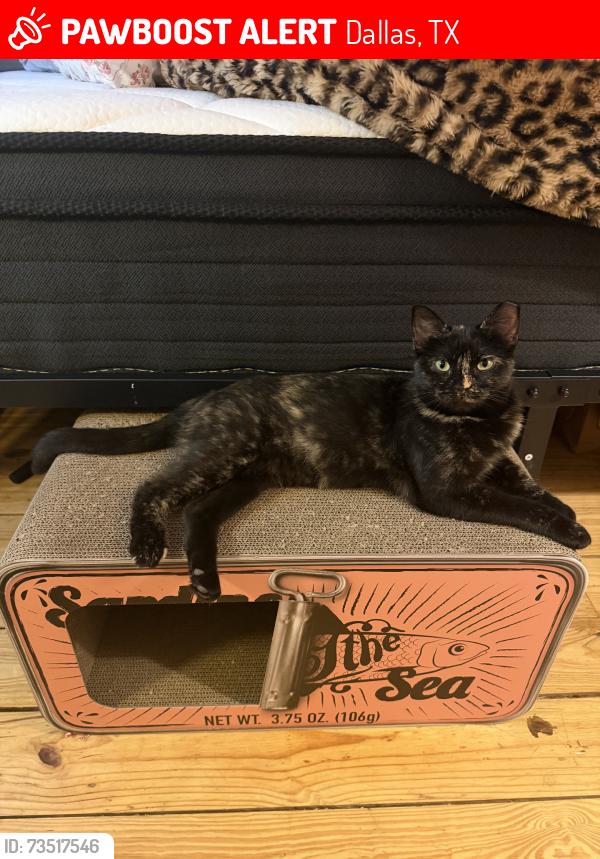 Lost Female Cat last seen Vail street, Dallas, TX 75287