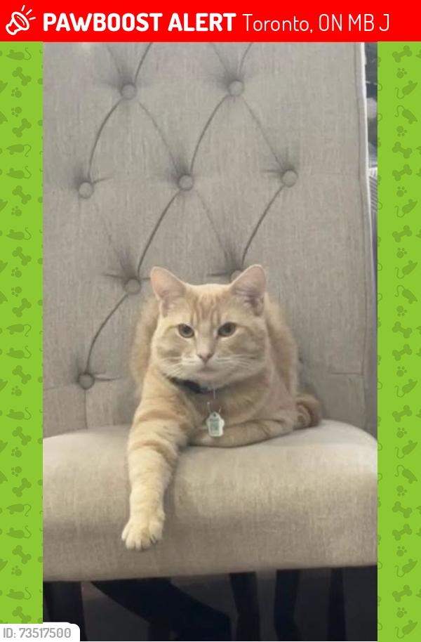Lost Male Cat last seen Rouge River Drive, Toronto, ON M1B 6J5