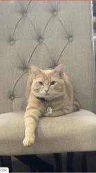 Lost Male Cat last seen Rouge River Drive, Toronto, ON M1B 6J5