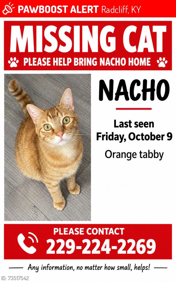 Lost Male Cat last seen W Crocus Dr, Radcliff, KY 40160