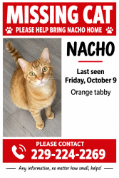 Lost Male Cat last seen W Crocus Dr, Radcliff, KY 40160
