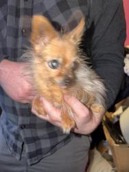 Reunited Female Dog last seen Council Heights Way, Sunrise Manor, NV 89142, USA, Sunrise Manor, NV 89142