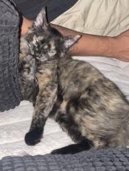 Reunited Female Cat last seen Cedar and Belmont, Fresno, CA 93727