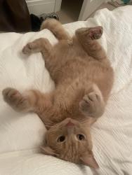 Lost Male Cat last seen Near poplar plains Cres, Toronto, ON M4V 1E8