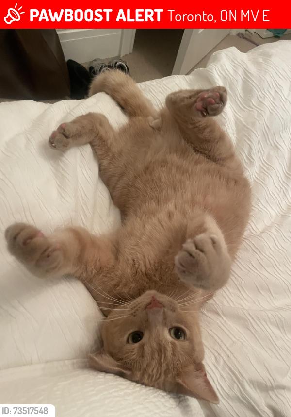 Lost Male Cat last seen Near poplar plains Cres, Toronto, ON M4V 1E8