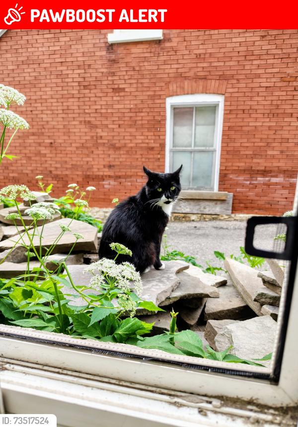 Lost Male Cat last seen Concilla, Peterborough, ON K9J 8B8