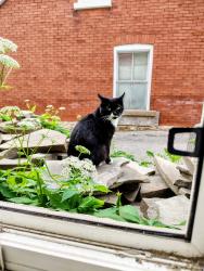 Lost Male Cat last seen Concilla, Peterborough, ON K9J 8B8