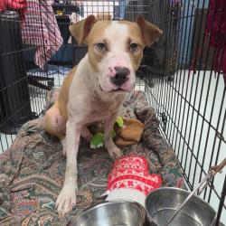 Shelter Stray Male Dog last seen , Animal Care & Control Team of Philly, 111 W Hunting Park Ave, Philadelphia, PA 19140, USA