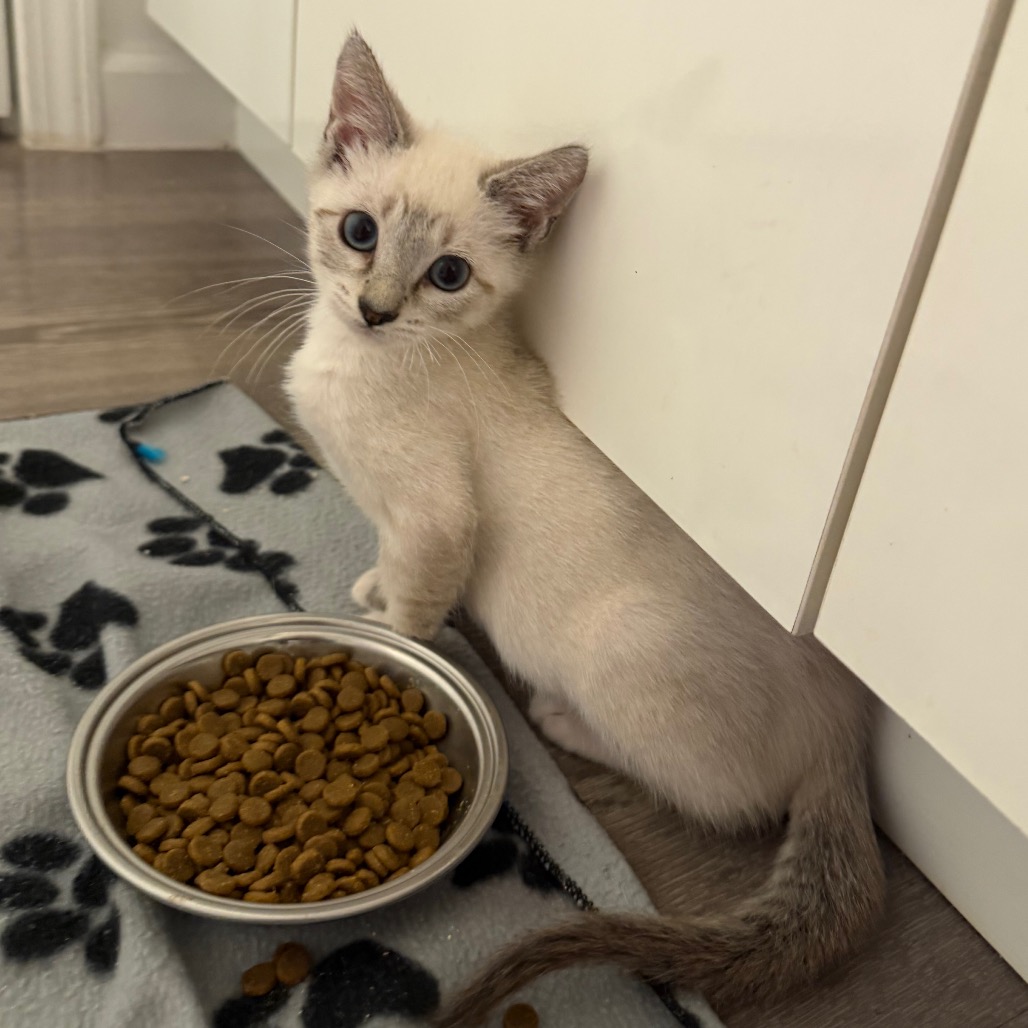 Shelter Stray Female Cat last seen , 8020 Washington St, Port Richey, FL 34668, USA