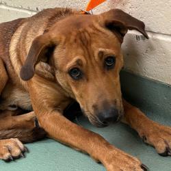 Shelter Stray Male Dog last seen , 2350 Appling City Cove, Memphis, TN 38133, USA