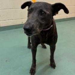 Shelter Stray Female Dog last seen , 2350 Appling City Cove, Memphis, TN 38133, USA