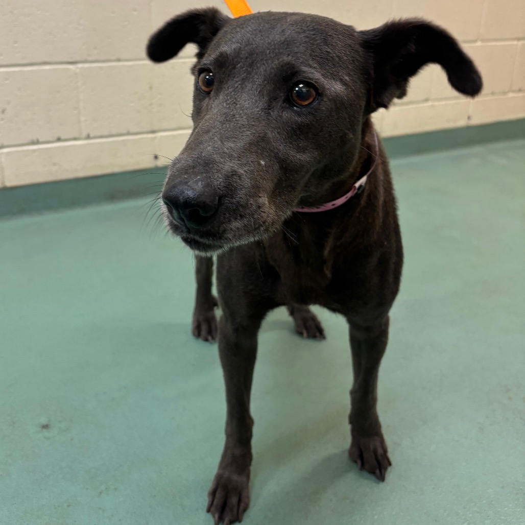 Shelter Stray Female Dog last seen , 2350 Appling City Cove, Memphis, TN 38133, USA