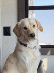 Reunited Female Dog last seen Rufe Snow & Canterbury Ln near Bear Creek, Keller, TX 76248