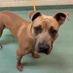 Shelter Stray Male Dog last seen , 2350 Appling City Cove, Memphis, TN 38133, USA