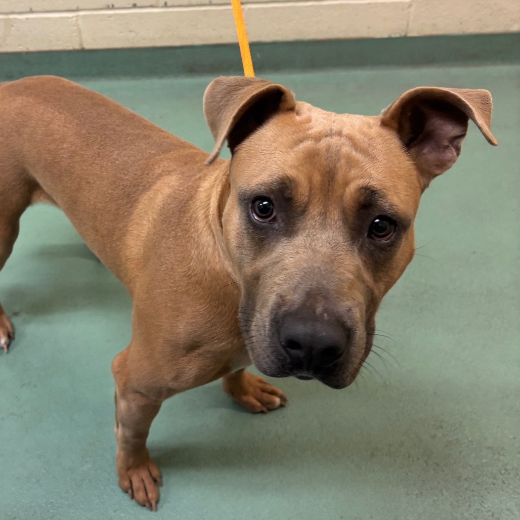 Shelter Stray Male Dog last seen , 2350 Appling City Cove, Memphis, TN 38133, USA