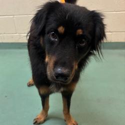 Shelter Stray Male Dog last seen , 2350 Appling City Cove, Memphis, TN 38133, USA