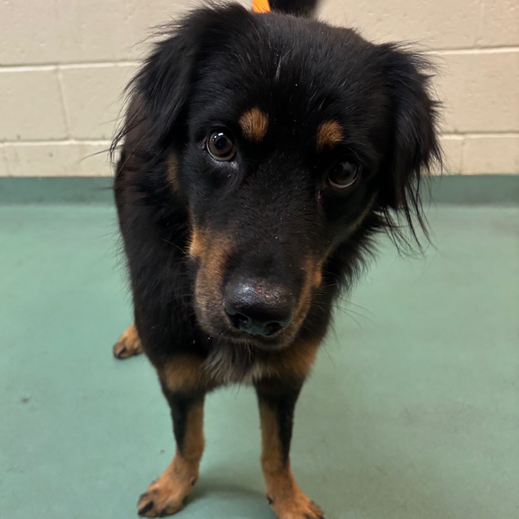 Shelter Stray Male Dog last seen , 2350 Appling City Cove, Memphis, TN 38133, USA