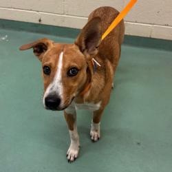 Shelter Stray Unknown Dog last seen , 2350 Appling City Cove, Memphis, TN 38133, USA