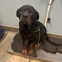 Shelter Stray Male Dog last seen , 4500 N Access Rd, Chattanooga, TN 37415, USA