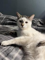 Lost Female Cat last seen E 37th St & Longfellow Ave, Minneapolis, MN 55407