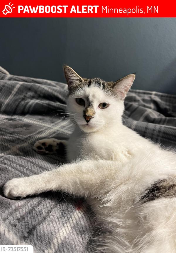Lost Female Cat last seen E 37th St & Longfellow Ave, Minneapolis, MN 55407