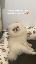 Lost Male Dog last seen New York, queens, Queens, NY 11365