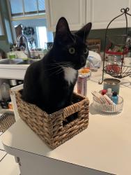 Lost Male Cat last seen Pretty Pond, 16th street, Zephyrhills, FL 33540