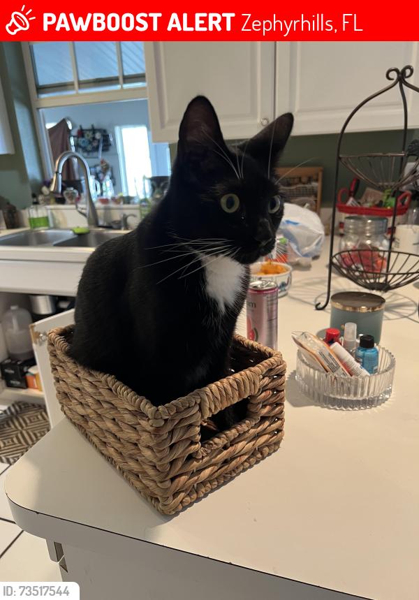 Lost Male Cat last seen Pretty Pond, 16th street, Zephyrhills, FL 33540