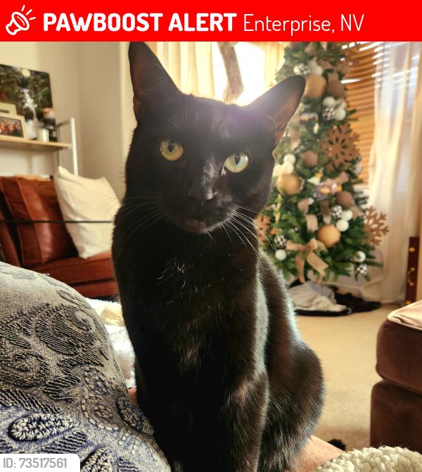 Lost Male Cat last seen Radcliff and Cactus, Enterprise, NV 89183