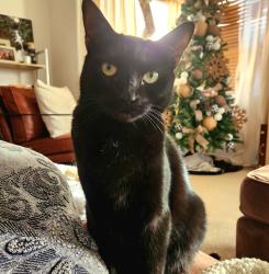 Lost Male Cat last seen Radcliff and Cactus, Enterprise, NV 89183