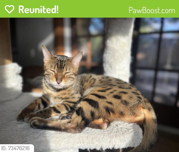 Reunited Female Cat last seen Across from desert spring elementary. By Santa Ana and Ustick, Nampa, ID 83687
