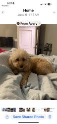 Lost Female Dog last seen Tall oaks drive Senatobia ms, Senatobia, MS 38668