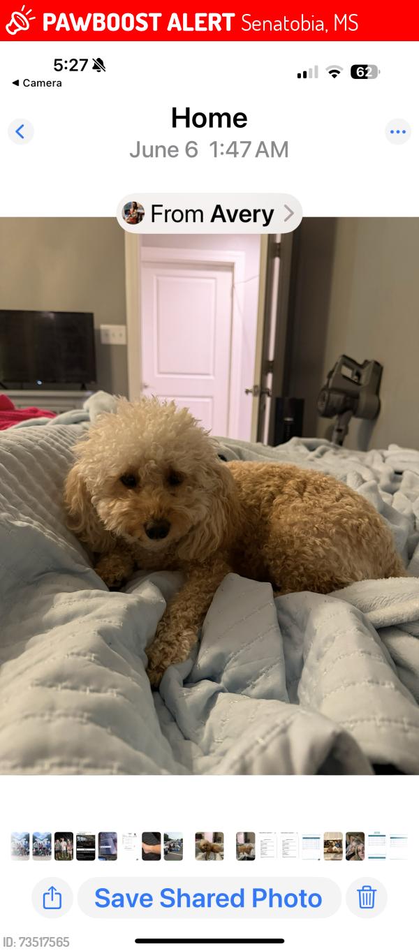 Lost Female Dog last seen Tall oaks drive Senatobia ms, Senatobia, MS 38668
